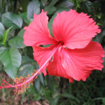 Hibiscus rosa sinensis / Rose de Chine
