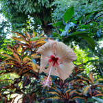 Hibiscus rosa sinensis / Rose de Chine - saumon - jeune plant