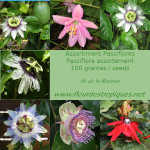 Graines de Passiflore - Assortiment de 100 graines