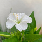 Mirabilis jalapa / Belle de Nuit - Blanche - lot de 10 graines