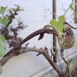Aristolochia ringens / Aristoloche / Pipe Danoise - lot de 20 graines