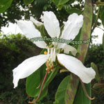 Bauhinia corniculata / Arbre Orchidée - lot de 10 graines