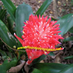 Billbergia pyramidalis / Bromelia - lot de 10 graines