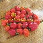 Capsicum chinense / Piment Antillais - lot de 20 graines