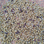 Dolichos Lablab  / Antaque - lot de 10 graines
