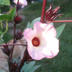 Hibiscus sabdariffa / Bissap - lot de 15 graines