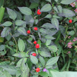 Capsicum frutescens / Piment Noir - lot de 10 graines