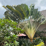 Ravenala madagascariensis / Arbre du Voyageur - lot de 10 graines