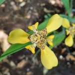 Trimezia martinicensis / Iris Marcheur Jaune - Jeune plant