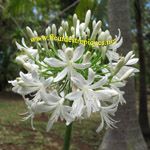 Agapanthus africanus / Agapanthe - blanche - lot de 20 graines