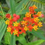 Asclepias curassavica / Corbeille d'Or - lot de 10 graines