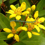 Galphimia glauca / Pluie d'Or - lot de 10 graines
