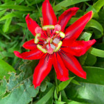 Passiflora coccinea / Passiflore écarlate - lot de 10 graines