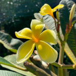 Plumeria / Frangipanier jaune - Bouture