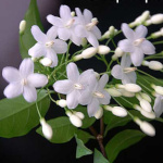 Wrightia religiosa / Etoile de Marie - jeune plant