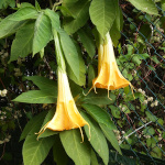 Brugmansia arborea / Datura - lot de 6 graines