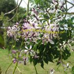 Melia azedarach / Lilas de Perse - lot de 10 graines