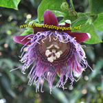 Passiflora quadrangularis / Barbadine - Plant