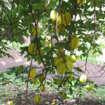 Averrhoa carambola / Carambole - Jeune plant