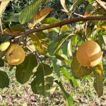 Psidium guajava / Goyave - Jeune plant