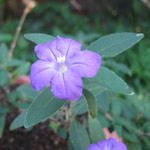 Ruellia humilis / Petunia du Désert - Lot de 10 graines