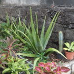 Aloe vera - Jeune Plant