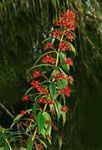 Clerodendrum indicum / Herbe au long cou - Jeune plant - RARE