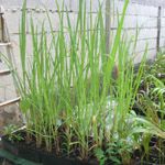 Cymbopogon citratus / Citronnelle - jeune plant