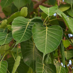 Ficus religiosa / Figuier des Pagodes - Jeune plant - RARE
