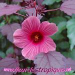 Hibiscus acetosela / Hibiscus � feuille rouge