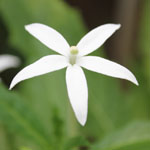Hippobroma longiflora / Etoile de Bethleem - lot de 10 graines