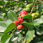Psidium cattleyanum / Goyavier de Chine - lot de 20 graines