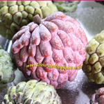 Annona squamosa / Zatte rose - lot de 10 graines