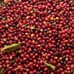 Coffea arabica borbonica / Café Bourbon Pointu  - lot de 10 graines