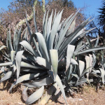 Agave americana / Choca Bleu - lot de 20 graines