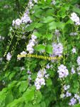 Duranta repens / Vanillier de Cayenne - var. 'Compacta' - lot de 15 graines