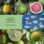 Graines de Citrus / Citronnier - Assortiment de 35 graines