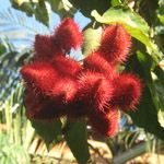 Bixa orellana / Arbre Rouge à Levres - lot de 20 graines