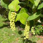 Coccoloba uvifera / Raisin de Mer - jeune plant