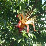 Adansonia madagascariensis / Baobab - Jeune plant - RARE