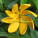 Gardenia taitensis / Tiaré - jeune plant - RARE