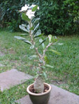 Pachypodium saundersii  - Jeune Plant