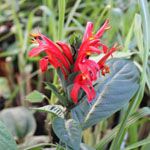 Pachystachys coccinea / Carmantine Rouge - Jeune plant