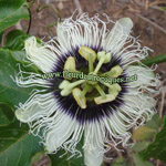 Passiflora edulis 'flavicarpa' / Passiflore / Grenadille - Jeune plant
