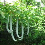 Trichosanthes cucumerina / Courge Serpent / Patole - lot de 5 graines