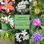 ASSORTIMENTS GRAINES DE PLANTES TROPICALES