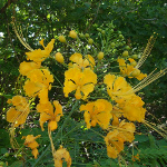 Caesalpinia pulcherrima / Flamboyant Nain Jaune - lot de 15 graines 