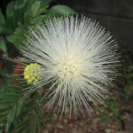 Calliandra hematocephala / Calliandre blanc - Lot de 6 graines