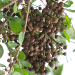 Lawsonia inermis / Henné - lot de 20 graines