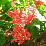 Quiscalis indica / Liane vermifuge - Jeune Plant